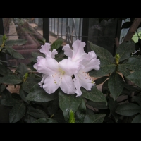 Camellia Japonica cv. Adolphe Audusson (1)